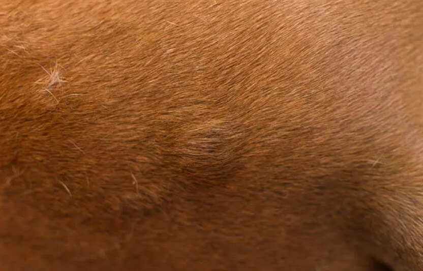 припухание в месте укола на теле собаки